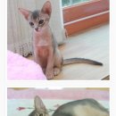 아비퀸캐터리 이미지