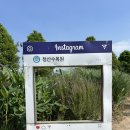 청산농장 | 태안 청산수목원 연꽃 축제 후기 :: 태안 가볼만한 곳 추천 축제일정 반려동물 에티켓 정보