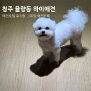 하이애견호텔앤유치원앤그루밍 | 청주 율량동 하이애견, 애견호텔 유치원 그루밍 카페까지 한번에!