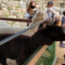 올라알파카 카페 이미지