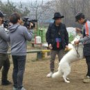 황금애견 이미지