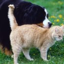 도도한고양이 이미지