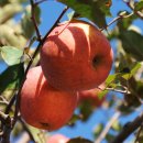 반딧불마트 이미지