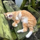 소낭 게스트하우스 이미지