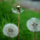 하얀민들레 이미지