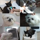 하얀강아지&고양이 이미지