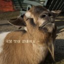 복성반점 이미지