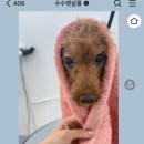 수수펫살롱 이미지