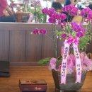 파란꽃배달조경
