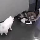 사람과애견 이미지