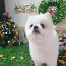 쪼쪼애견 이미지