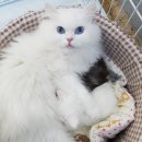 부산애견팡팡 이미지