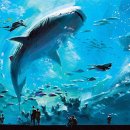 아쿠아리움 이미지