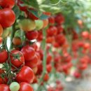 선임농장 이미지