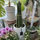 송내대로42번길 | 부천 송내역 꽃집 꽃배달 IBI STUDIO 디모르포세카 분양 후기