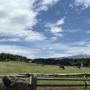 '미소'유기한우목장 | [제주] 너무 예뻤던 아침미소목장 + TINCREST 카페 방문 후기 🐄