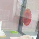 the 굿 dog 이미지