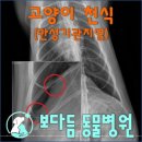 보다듬동물병원 네이버블로그