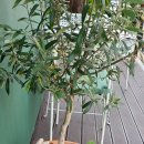 온여고길 이미지