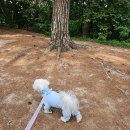 조이런 | 메디포우 코코숨, 조이런 후기