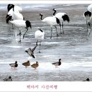 백조 이미지