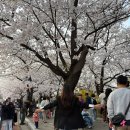 취타대동아리 | [벚꽃축제] 2026 여의도 봄꽃축제 후기
