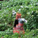 RR-60[법기로]-하-1 | 치앙마이 일일투어 추천 후기/하루만에 다 보기/몬쨈, 엘리핀팜,싸이프레이스레인, 도이수텝