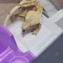 (주)크레푸드 이미지