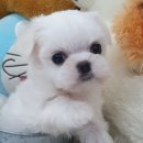 우아펫 대전점 이미지