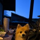 큰복골 | 양양 애견동반숙소 복골온천 여행후기(애견동반온천)