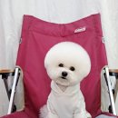 루이앤독 이미지