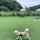 리츠펫 선물 이미지