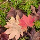 산골밥상 이미지