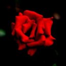 장미축제 이미지