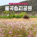 율곡마을작은도서관 | [파주] &#39;율곡습지공원&#39; 실시간 코스모스 실망주의