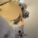 수원-1220 | 수원 고양이미용 함께냥 북수원점 내돈내산 재방문후기