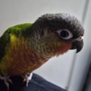 11545-01-63-04 | 🫓앵육아 일기 | 앵무새 이유식 급여로 체중 증가시키기🍼