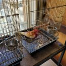 앵무세상 이미지