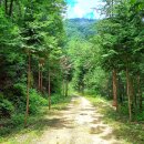 상관편백숲 공영주차장 이미지