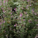 송호한의원 이미지