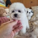 브리더독 | 광명강아지입양후기, 우리 가족에게 온 사랑스러운 새 식구 이야기