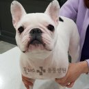 해운대플러스동물병원 이미지