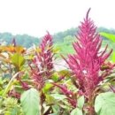 아마란스 이미지