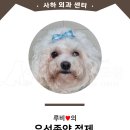 사하동물병원 | 여러가지 수술을 하게 된 - 루비 [사하동물병원]