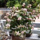 일영랜드 이미지