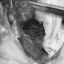 웅상동물병원 이미지