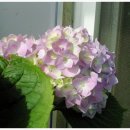 대구청과시장 이미지