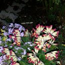 베리스앵초선셋쉐이드씨앗 이미지