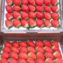 초이스농장 이미지