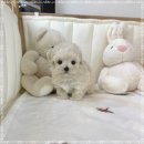 플라워퍼피 이미지